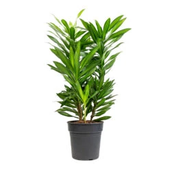 Dracaena Reflexa Song Of Jamaica -Indoor Plants Dracaena reflexa Song of Jamaica 19x80cm
