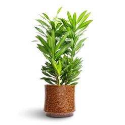 Nolan Plant Pot - Caramel -Indoor Plants Dracaena reflexa Song of Jamaica 19x80cm Nolan Plant Pot Caramel 23x21cm 2d17ca0c 7b37 4ef4 a73b a5448ec6baa3