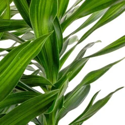 Dracaena Reflexa Song Of Jamaica -Indoor Plants Dracaena reflexa Song of Jamaica SWATCH 2