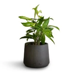 Patt Plant Pot - Black Washed -Indoor Plants Dracaena surculosa 12x40cm Patt Plant Pot Black Washed 17x14cm b71e6e31 f1c7 47e2 89e6 60d7c7340653