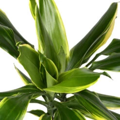 Dracaena Fragrans Golden Coast - Multi Stem -Indoor Plants DracaenafragransGoldenCoast 1