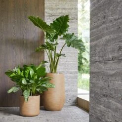 Dune Cylinder Planter - Almond -Indoor Plants Dune Cylinder Brown Beige Dune Partner Brown Beige
