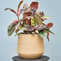 Dune Darcy Planter - Almond -Indoor Plants Dune Darcy Lifesytle