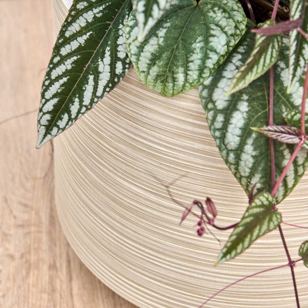 Dune Darcy Planter - Oat 8 Dune Darcy Planter - Oat - Image 8