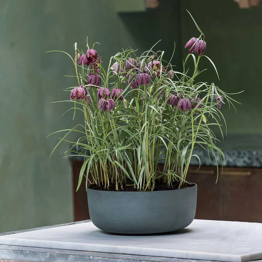 Eav Refined Plant Bowl - Pine Green 2 Eav Refined Plant Bowl - Pine Green - Image 2