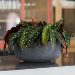 Eav Refined Plant Bowl - Volcano Black -Indoor Plants Eav Plant Bowl Volcano Black Lifestyle 002