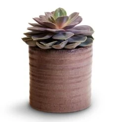 Hera Plant Pot - Purple -Indoor Plants Echeveria Perle Von Nurnberg 10.5x14cm Hera Plant Pot Purple 13x14cm