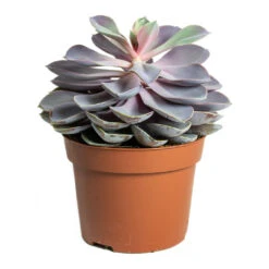 Echeveria Purple Pearl 9 Echeveria Purple Pearl -Indoor Plants Echeveria Purple Pearl 12cm