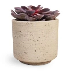 Echeveria Purple Pearl 10 Echeveria Purple Pearl -Indoor Plants Echeveria Purple Pearl 12x15cm 12x25cm Novi Plant Pot Grey Washed 15x13.5cm a32d3654 6b7e 4729 ae4b e242aedc57ee
