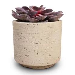 Novi Plant Pot - Grey Washed -Indoor Plants Echeveria Purple Pearl 12x15cm 12x25cm Novi Plant Pot Grey Washed 15x13.5cm c8f4919e 53a6 4425 a2d3 8276c7cc57ad