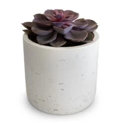 Echeveria Purple Pearl 8 Echeveria Purple Pearl -Indoor Plants Echeveria Purple Pearl 12x15cm Charlie Plant Pot White Washed 15x15cm 2