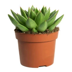 Echeveria Agavoides Miranda -Indoor Plants Echeveria agavoides Miranda 12cm