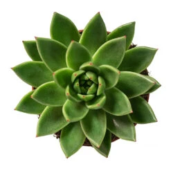 Echeveria Agavoides Miranda -Indoor Plants Echeveria agavoides Miranda 12cm Above