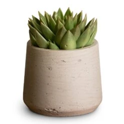 Patt Plant Pot - Grey Washed -Indoor Plants Echeveria agavoides Miranda 12x15cm Patt Plant Pot Grey Washed 17x14cm aed608b0 81da 4b55 818c ae9e54a02e02