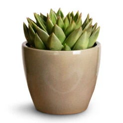 Echeveria Agavoides Miranda -Indoor Plants Echeveria agavoides Miranda 12x15cm Sven Plant Pot Mint 16x13cm