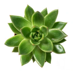 Echeveria Agavoides Miranda -Indoor Plants Echeveria agavoides Miranda 8.5cm Above