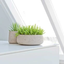 Eileen Plant Bowl - Grey Washed -Indoor Plants Eileen Plant Bowl Grey Washed Succulents
