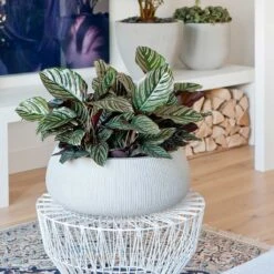 Eileen Plant Bowl - Ridged Cement -Indoor Plants Eileen Plant Bowl Ridged Cement Calathea Sanderiana