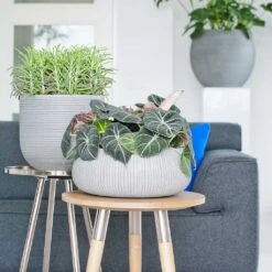 Eileen Plant Bowl - Ridged Cement -Indoor Plants Eileen Planter Ridged Cement Housplants