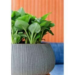 Eileen Plant Bowl - Ridged Dark Grey -Indoor Plants Eileen Planter Ridged Dark Grey Texture