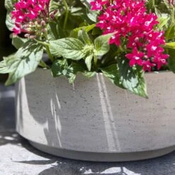 Eli Plant Bowl - Grey Washed -Indoor Plants Eli Plant Bowl Grey Washed Houseplants