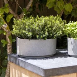 Eli Plant Bowl - Grey Washed -Indoor Plants Eli Plant Bowl Grey Washed Rosemary