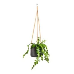 Patt Hanging Plant Pot - Black Washed -Indoor Plants Epiphyllum anguliger Fishbone Cactus 12x20cm Patt Hanging Plant Pot Black Washed 17x14cm 92f31cb7 3a0e 4b4f 8cb1 3abb2a543fe2