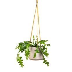 Patt Hanging Plant Pot - Grey Washed -Indoor Plants Epiphyllum anguliger Fishbone Cactus 12x20cm Patt Hanging Plant Pot Grey Washed 17x14cm e60b5487 9bf5 4f5e 9375 152c1e58686d