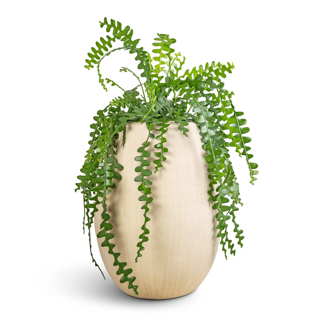 Polystone Coated Plain Balloon Planter - Natural 11 Polystone Coated Plain Balloon Planter - Natural - Image 11