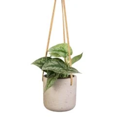 Charlie Hanging Plant Pot - Grey Washed -Indoor Plants Epipremnum Trebie Satin Pothos Trebie 12x15cm Charlie Hanging Plant Pot Grey Washed 15x15cm
