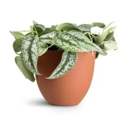 Coral Refined Planter - Canyon Orange -Indoor Plants Epipremnum Trebie Satin Pothos Trebie 20x45cm Coral Refined Planter Canyon Orange 25x21cm 12f8a464 307f 47dd 83e8 e1f0120dbacc