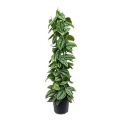 Epipremnum Trebie - Satin Pothos Trebie - Column