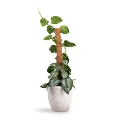 Angle Couple Plant Pot - White -Indoor Plants Epipremnum Trebie Satin Pothos Trebie Moss Pole 19x80cm Angle Couple Plant Pot White 24x23cm