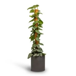 Max Refined Planter - Volcano Black 15 Max Refined Planter - Volcano Black -Indoor Plants Epipremnum Trebie Satin Pothos Trebie Moss Pole 24x120cm Pot Max Refined Planter Volcano Black 29x29.5cm 4