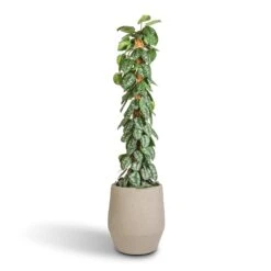 Humus Plant Pot - Concrete -Indoor Plants Epipremnum Trebie Satin Pothos Trebie Moss Pole 27x160cm Humus Plant Pot Concrete 37x42.5cm 86418696 434b 4f12 b4bd d1db9ee20e16