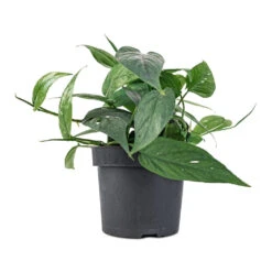 Epipremnum Pinnatum - Cebu Blue Pothos 9 Epipremnum Pinnatum - Cebu Blue Pothos -Indoor Plants Epipremnum aureum Cebu Blue Pothos 12x20cm