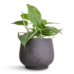 Epipremnum Pinnatum - Cebu Blue Pothos 10 Epipremnum Pinnatum - Cebu Blue Pothos -Indoor Plants Epipremnum aureum Cebu Blue Pothos 12x20cm Mini Pixie Plant Pot Black Washed 18x15cm