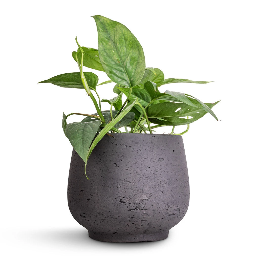 Mini Pixie Plant Pot - Black Washed 2 Mini Pixie Plant Pot - Black Washed - Image 2