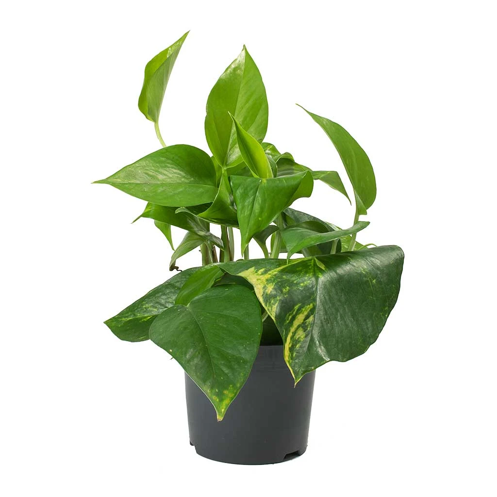 Epipremnum Aureum - Golden Pothos 4 Epipremnum Aureum - Golden Pothos - Image 4
