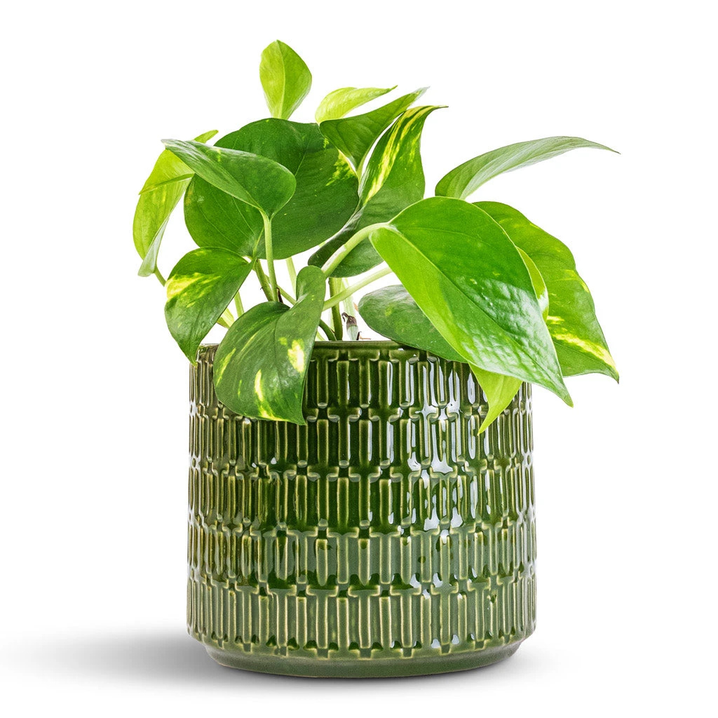 Epipremnum Aureum - Golden Pothos 3 Epipremnum Aureum - Golden Pothos - Image 3