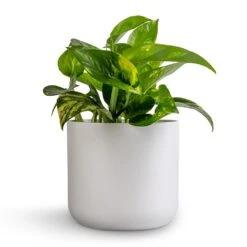 Epipremnum Aureum - Golden Pothos 38 Epipremnum Aureum - Golden Pothos -Indoor Plants Epipremnum aureum Golden Pothos 12x25cm Lisbon Plant Pot White 6bebc7c3 1cc8 4e4a bf30 0863a2d73277