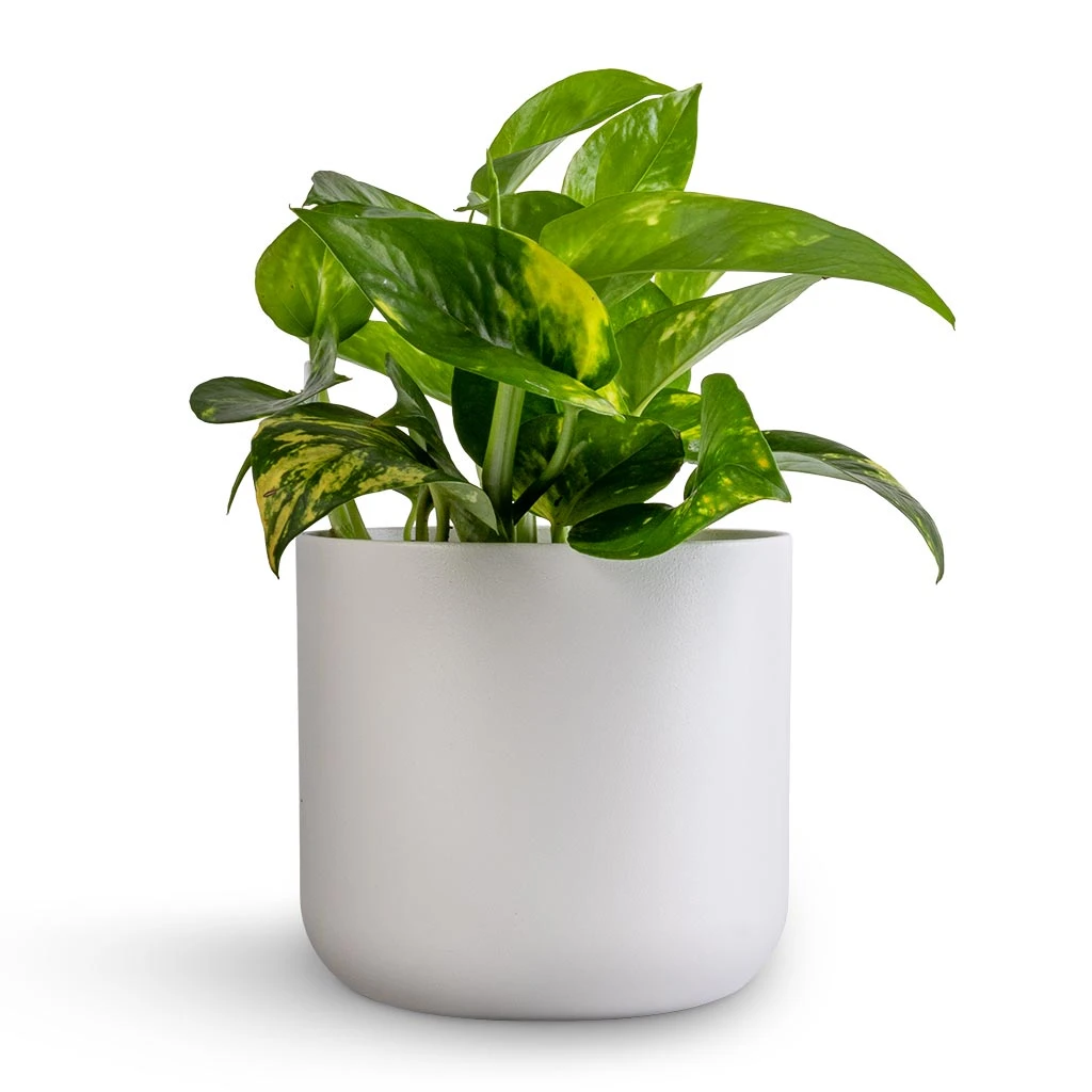 Epipremnum Aureum - Golden Pothos 19 Epipremnum Aureum - Golden Pothos - Image 19