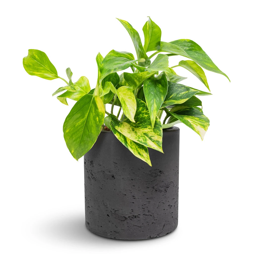 Epipremnum Aureum - Golden Pothos 16 Epipremnum Aureum - Golden Pothos - Image 16