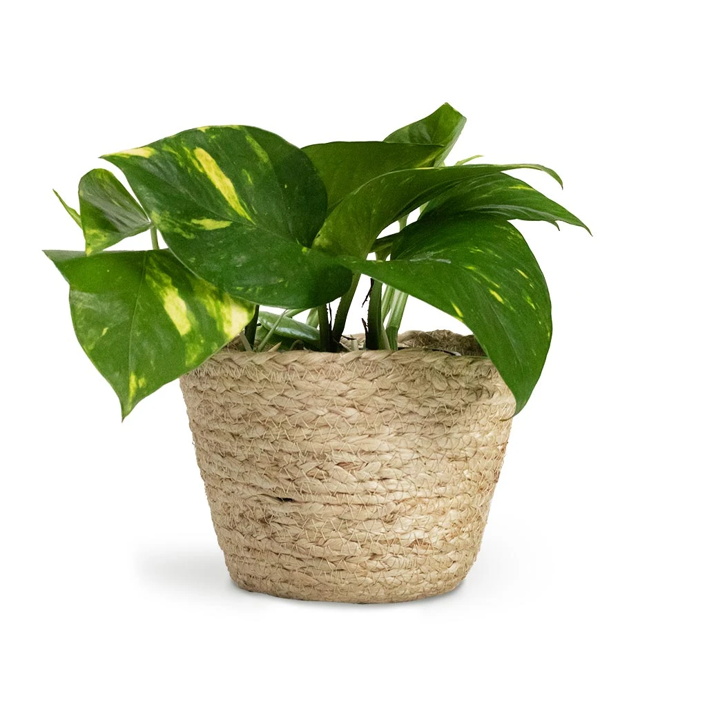 Epipremnum Aureum - Golden Pothos 17 Epipremnum Aureum - Golden Pothos - Image 17