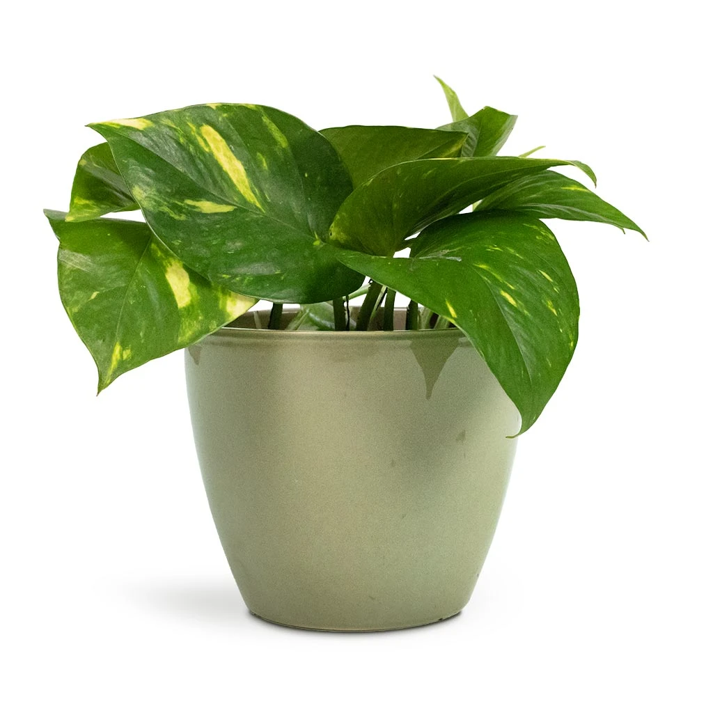 Epipremnum Aureum - Golden Pothos 15 Epipremnum Aureum - Golden Pothos - Image 15