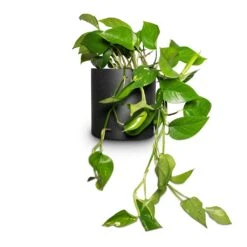 Puk Natural Planter - Matt Black -Indoor Plants Epipremnum aureum Golden Pothos 15x30cm Puk Natural Planter Matt Black 20x20cm