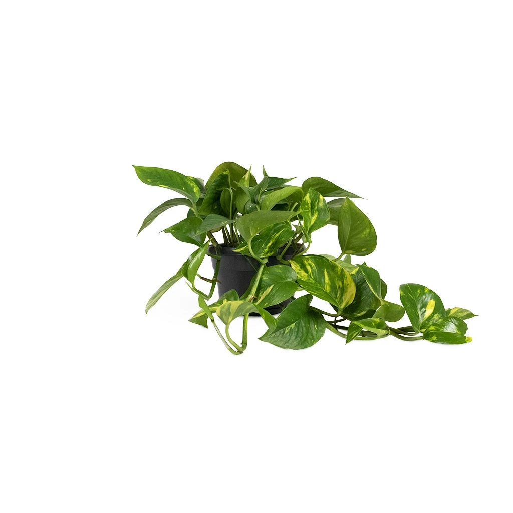 Epipremnum Aureum - Golden Pothos 8 Epipremnum Aureum - Golden Pothos - Image 8