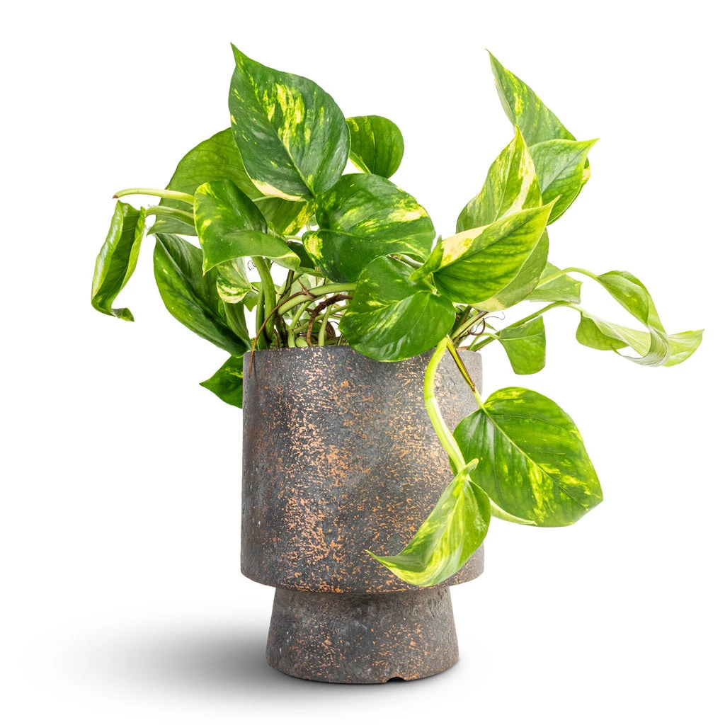Epipremnum Aureum - Golden Pothos 9 Epipremnum Aureum - Golden Pothos - Image 9