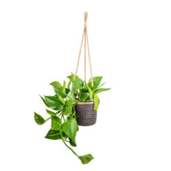 Epipremnum Aureum - Golden Pothos 26 Epipremnum Aureum - Golden Pothos -Indoor Plants Epipremnum aureum Golden Pothos 15x60cm Igmar Hanging Plant Basket Grey 17x14cm 052e2b39 ddc2 4249 97ed f51a75a12a45