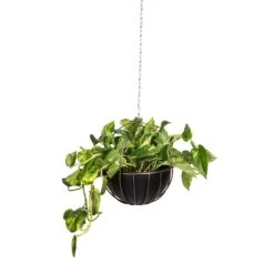Epipremnum Aureum - Golden Pothos 32 Epipremnum Aureum - Golden Pothos -Indoor Plants Epipremnum aureum Golden Pothos 20x40cm 10 Kensington Hanging Plant Pot Copper 30x34cm 2 90a8eb34 a604 4adf 876d 722de578e180